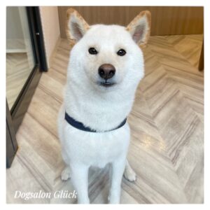 柴犬