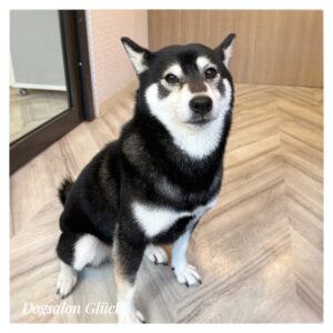 柴犬
