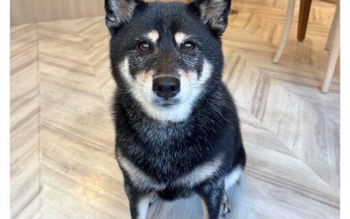 柴犬