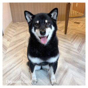 柴犬