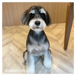 ミニチュアシュナウザー