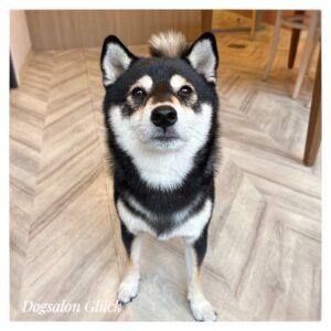 柴犬