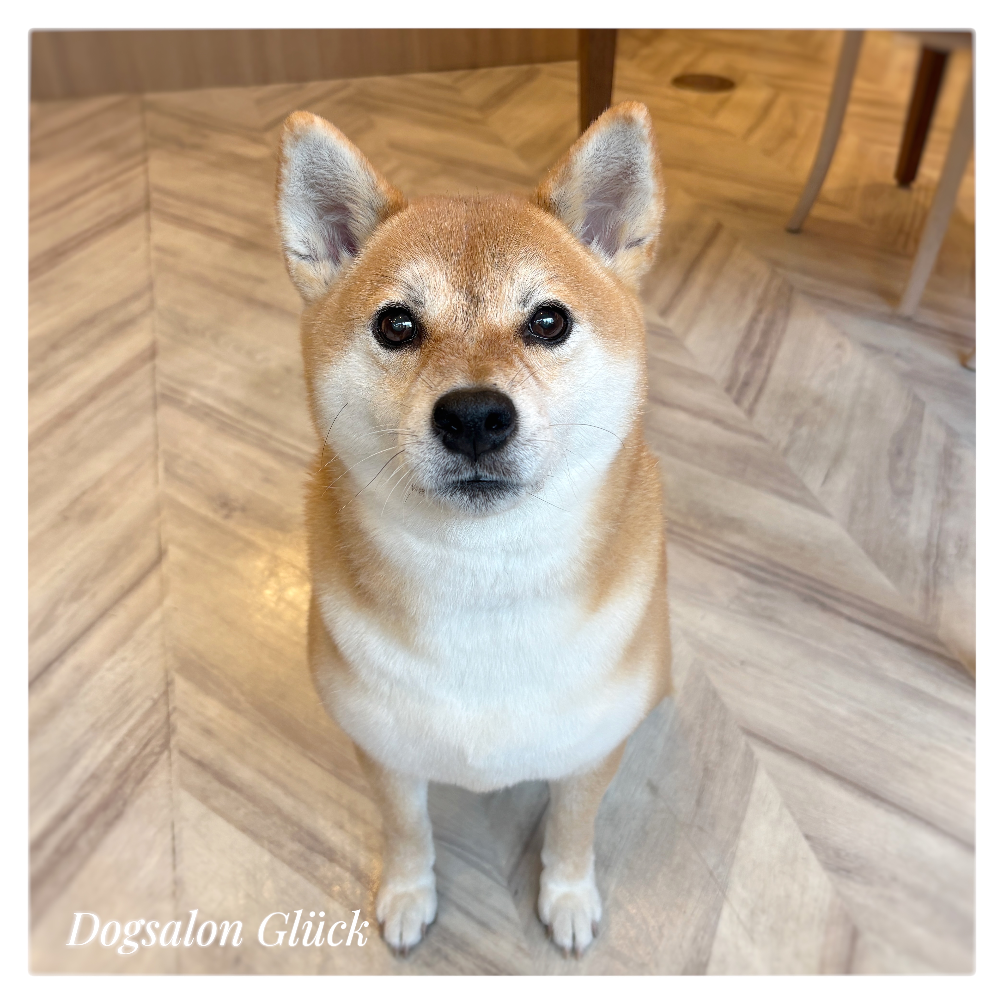 柴犬
