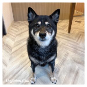 柴犬