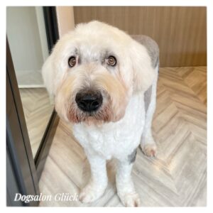 オールドイングリッシュシープドッグ