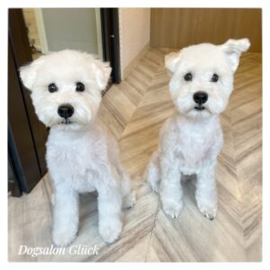ミニチュアシュナウザー