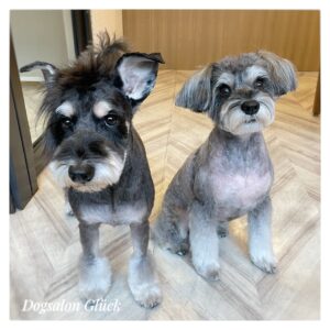 ミニチュアシュナウザー