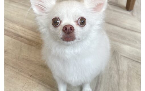 チワワ
