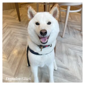 柴犬